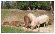 cochon-2.gif