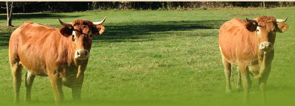 vaches des Charmes